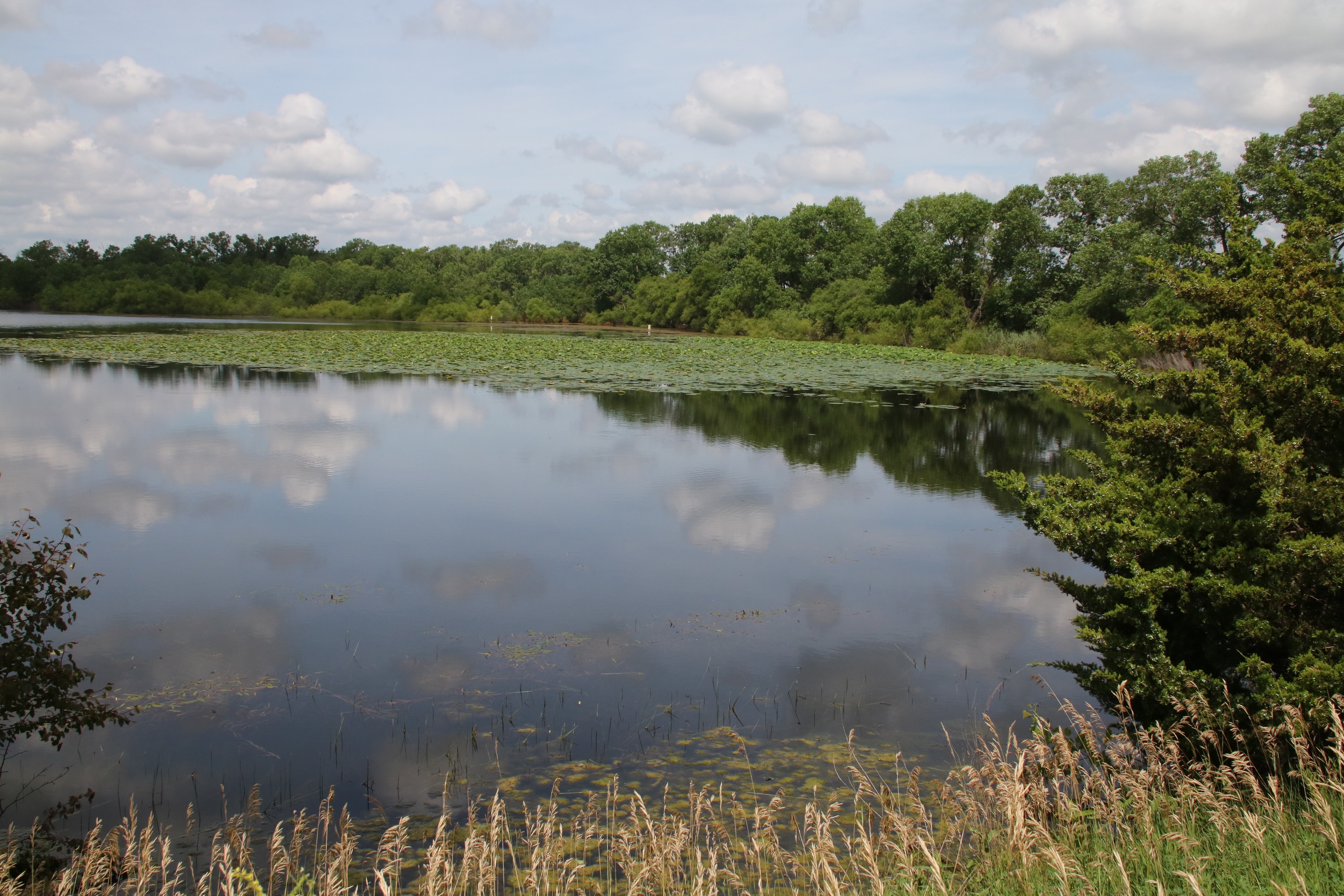 Sanctuary pond with lily pads and tree reflections