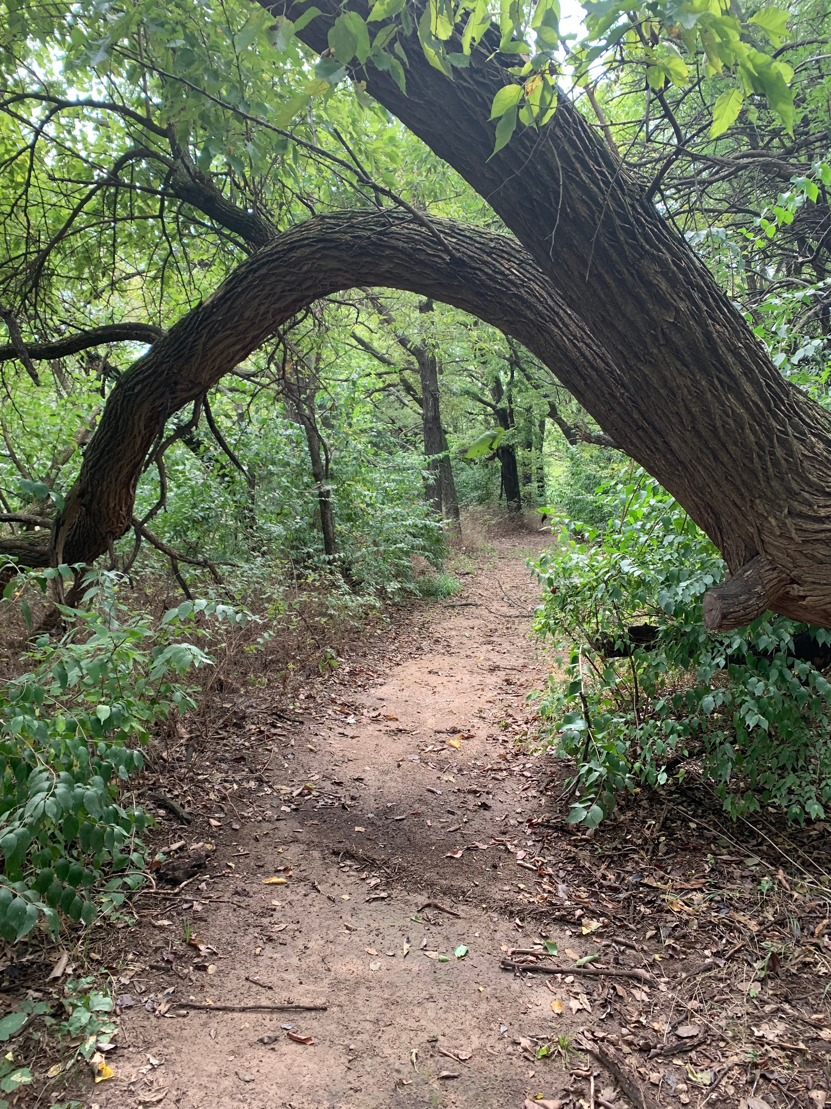 Forest trail through sanctuary woodland